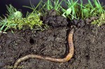 Earthworm in Burrow