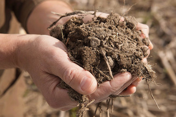 healthy soil