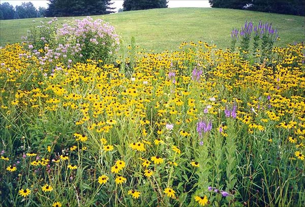 Rain Garden – Rutgers Gardens