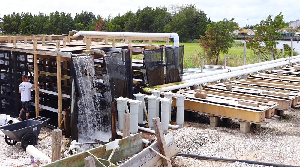 Farmers from local aquaculture operations showcase oyster farming methods -  Ocean County Soil Conservation District