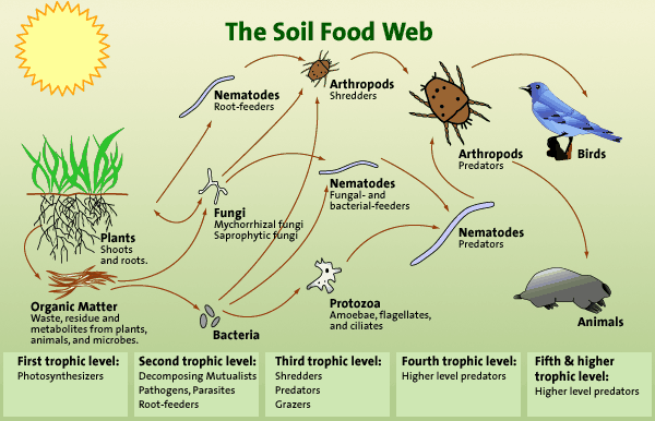 The Important Role of Soil Organisms in a Healthy Garden