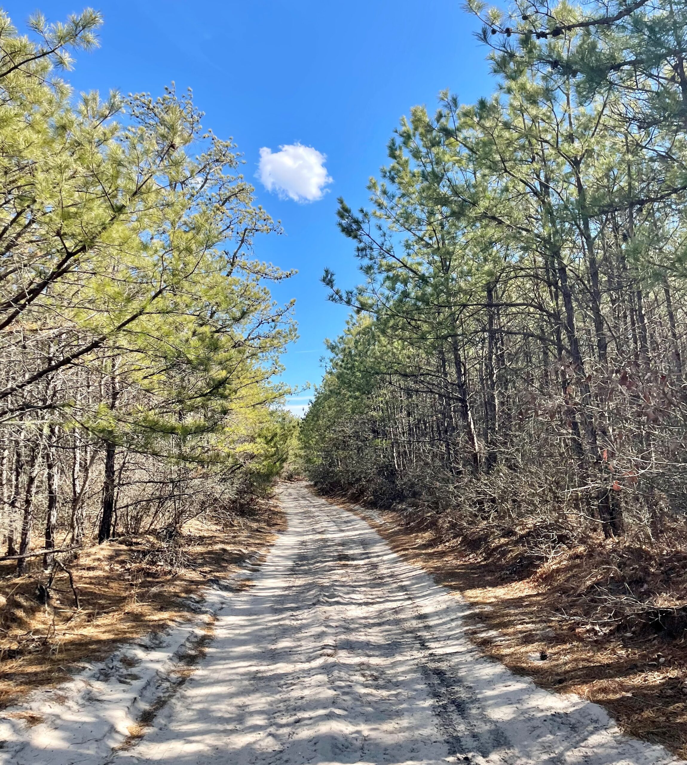 The Pine Barrens and Ocean County Soil Conservation District: Connections Between the Soil Conservation District, the Pinelands National Reserve & Pine Barrens Ecology